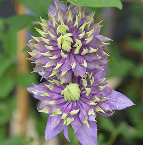 Waldrebe Taiga® - Clematis - für Blumengärten - ideal für Fensterbänke - lange Blütenzeitrhythmus - 60-80cm - Trendig un