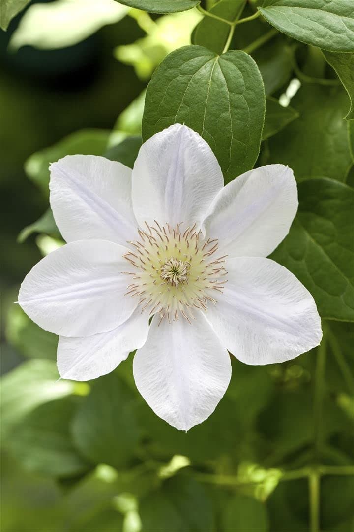 Clematis Hybride 'Apollonia' - Waldrebe, weiße Blüten, ideal für Rankgerüste, bienenfreundlich, winterhart - Mai-Septemb