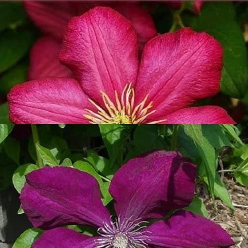2 x Clematis Kletterpflanzen: Clematis Rouge Cardinal & Clematis Ville de Lyon - Samtrot und Karminrot, Mehrjährig & Win
