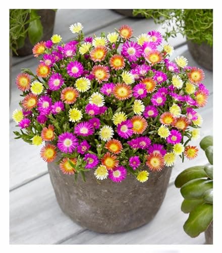 BALDUR Garten Winterharte Eisblume "Violett Wonder", mehrjährig, bienenfreundlich, blühend