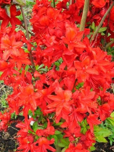 Leuchtend Rot Blühende Rhododendron 'Golden Eagle' - Sommergrüne Azalee für den Garten im 5 Liter Pflanzcontainer
| Leu