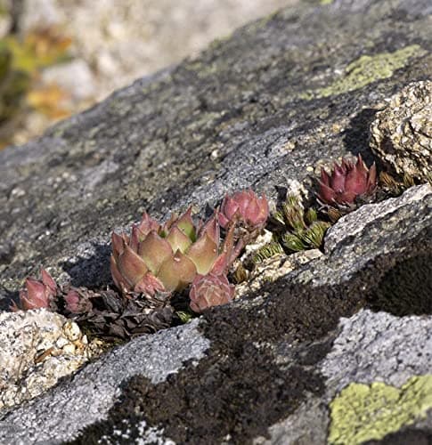 Hauswurz Sempervivum tectorum - Dauerhaftes Gartengeräte für Everyman im Gartenhaus und Aussenbereich - Einzigartige For