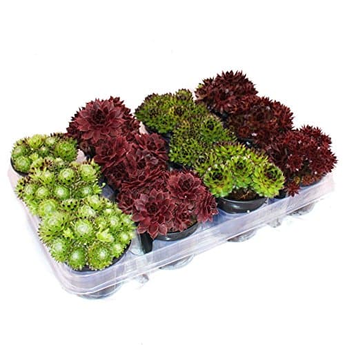 Exotenherz Hauswurz Set aus 12 verschiedenen Sempervivum-Sorten für Sammler und Gärtnern im Innenhofbereich.Characterist