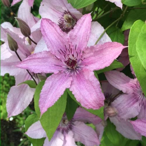 2 x Clematis hagley Hybrid Kletterpflanzen - Rosa, 2-er Set, Mehrjährig blühend & Winterhart - 2 x 1,5 Liter Töpfe