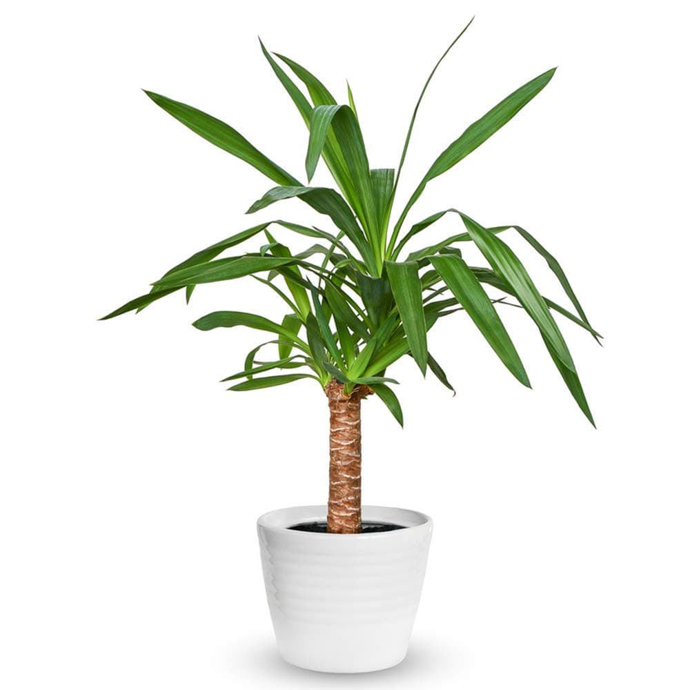 Yucca Elefantentiere Zimmerpflanze - Dekorative Topfbaum für Wohnzimmer in 12cm Topf