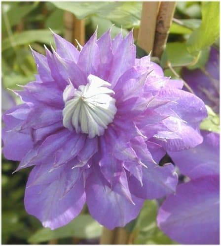 Clematis Multi Blue gefüllt blau blühende Waldrebe für Gartenanbauer im 2 Liter Pflanzcontainer