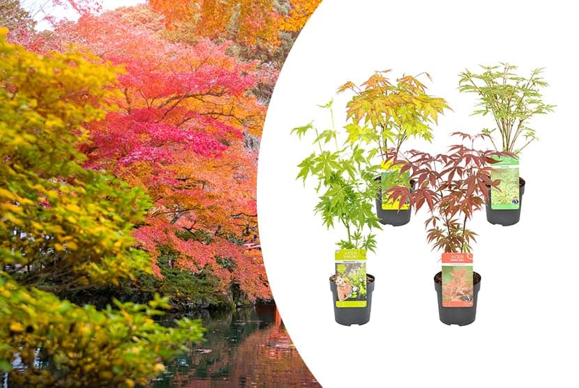 Bloomique - Mischung aus 4 Japanischen Ahornbäumen - Topfpflanzen für den Wintergarten - Winterhart - 20-30 cm hoch - 10
