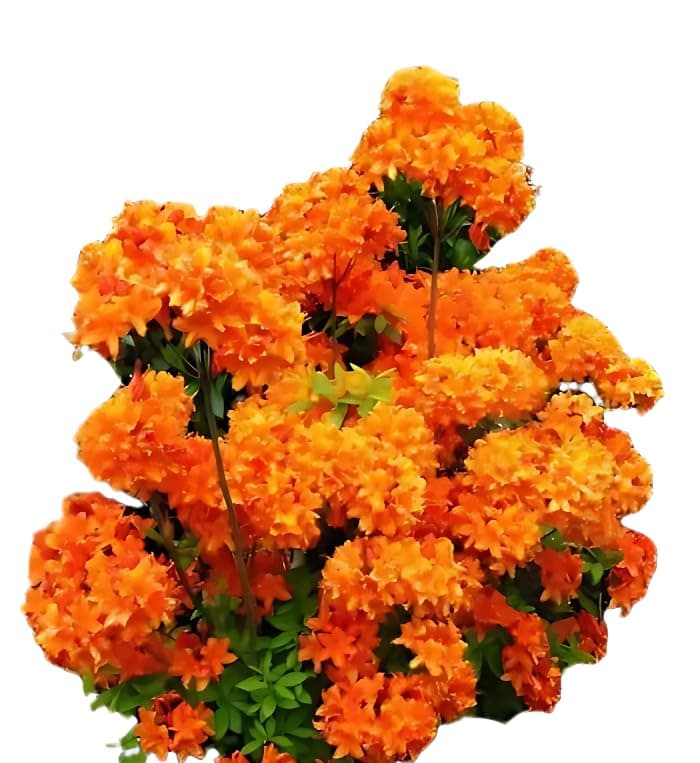 Bronzegelb Blühende Garten Azalee Rhododendron Luteum Golden Eagle 5 Liter Pflanzcontainer hoch 30-40 cm Trendige Blüte