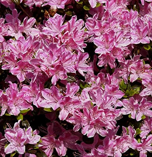 Germanyische Azalee Pink Poetry 30-40cm - Rhododendron obtusum - Zwerg Alpenrose