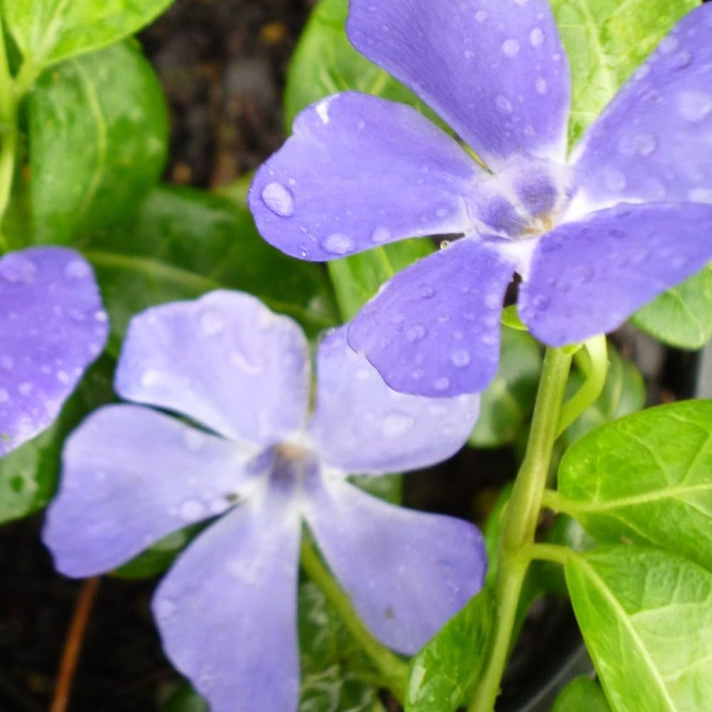 Vinca minor 'Bowles variety' winterhart für Gartenanrichtung 9cm Topf