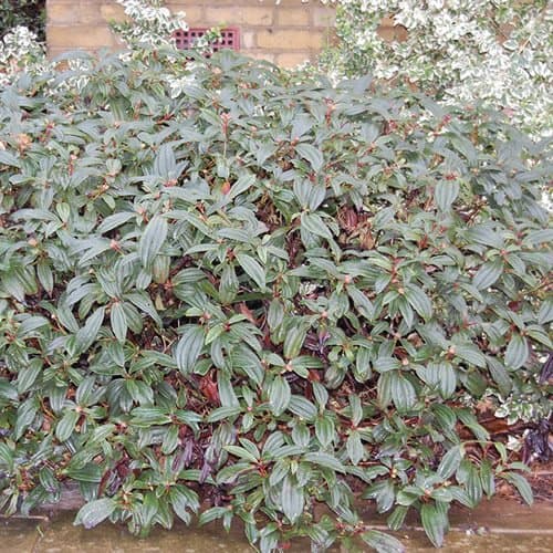 Viburnum 'Davidii' Topfstraße für den Wintergartenanseim immergrüner Pflanze