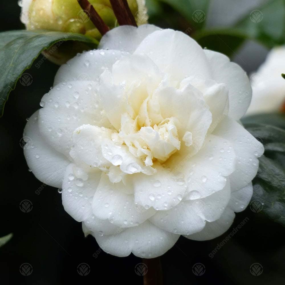 Camellia japonica 'Nobilissima' | Immergrüner Gartenstrauch | 9cm Topf | Blütenreiches Sommer Blüher | Ideal für Vorgart