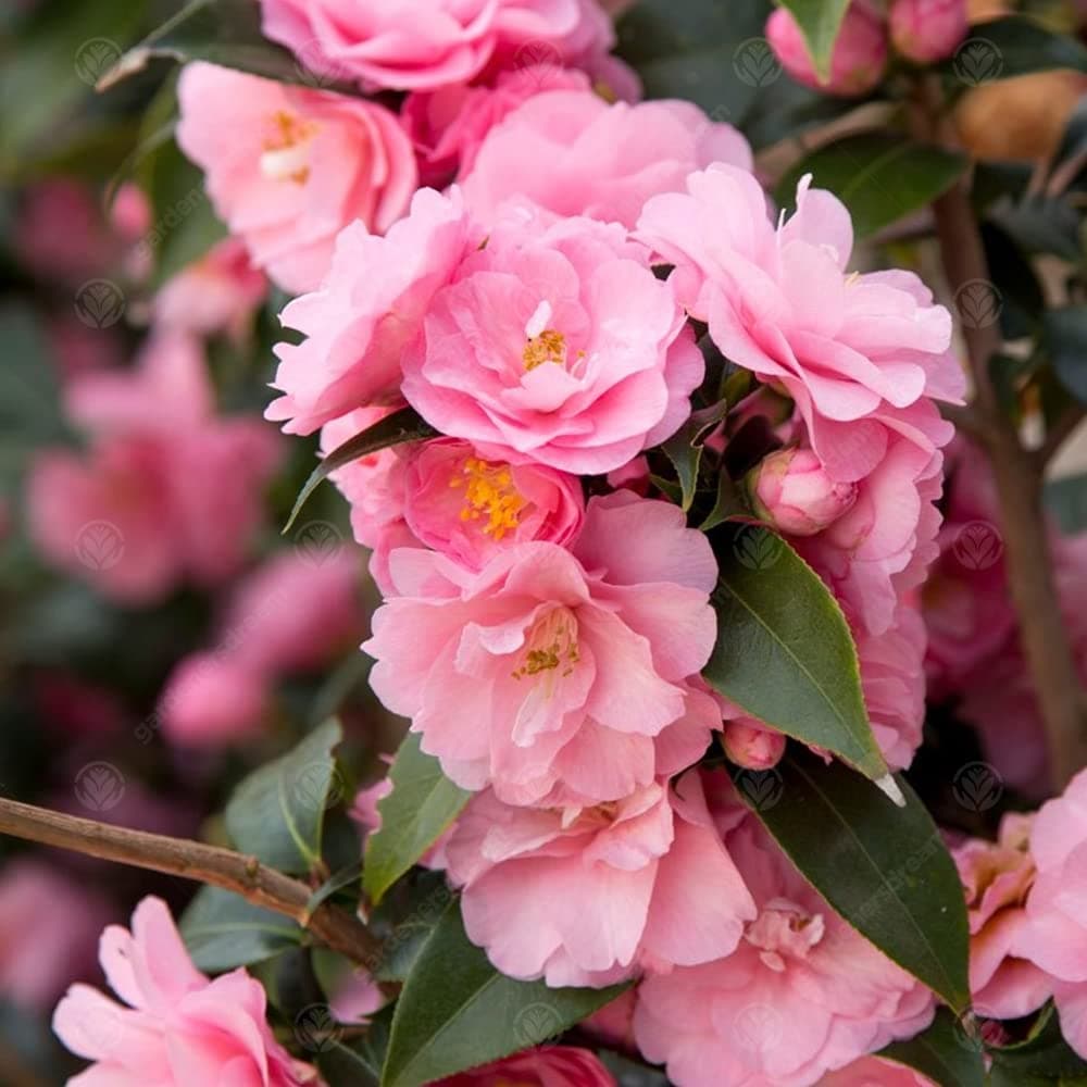 Camellia williamsii 'Spring Festival' - Immergrüner pinker Gartenstrauch für Anwender im Garten | 9cm Topf