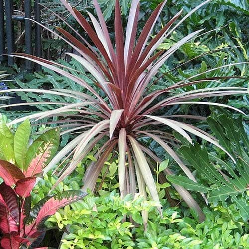 Cordyline australis Roter Stern + Grünblättrige Pflanze + Familiäre Gärtnern + Terrassenzero + Abhängigkeit von Vitamin