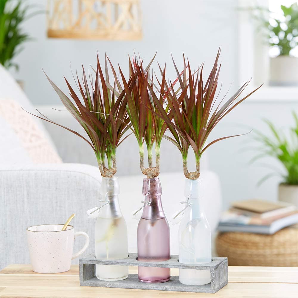 Dracaena Marginata Zimmerpflanze für Home-Office im 13cm Topf - moderne Dekoration und einfache Pflege