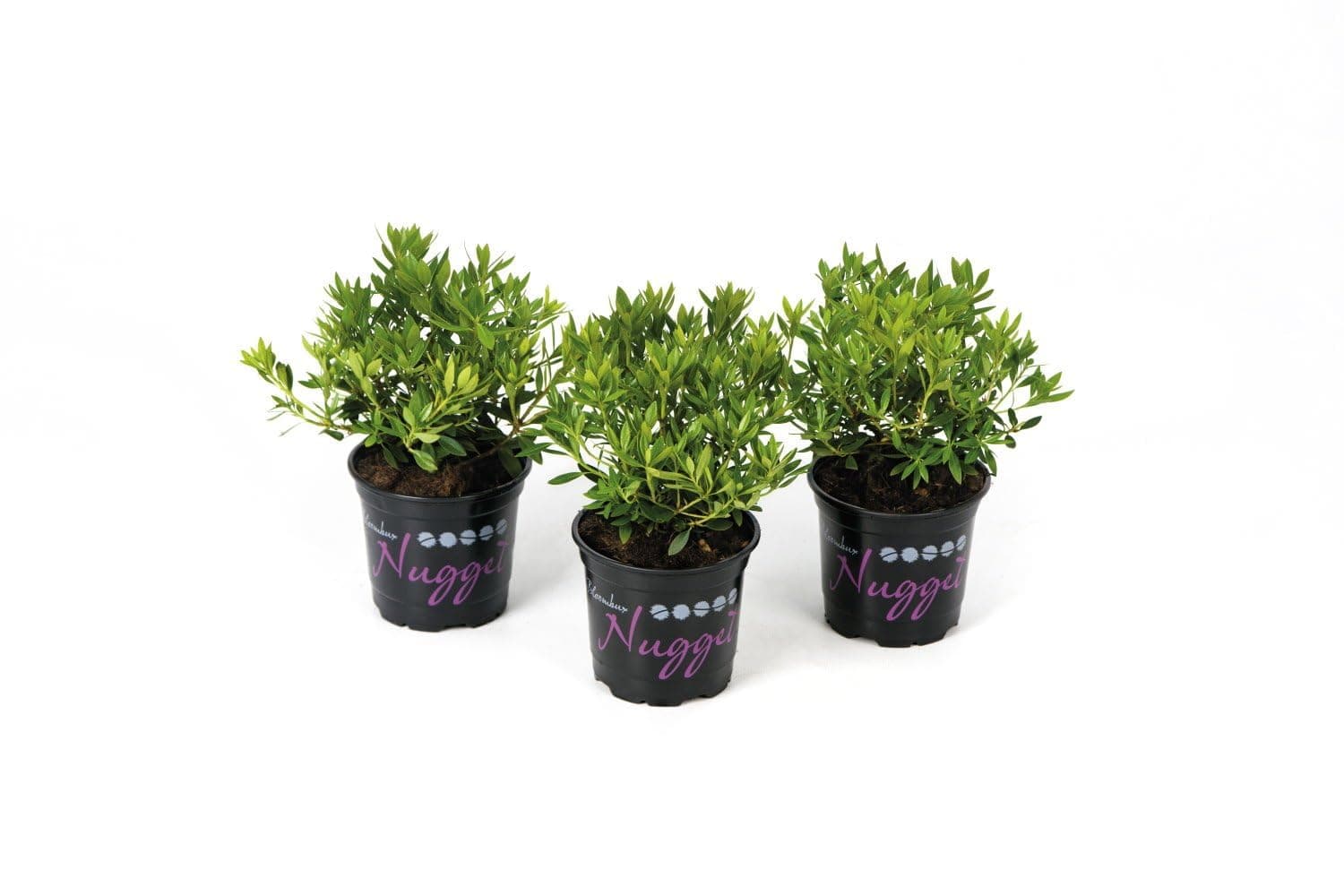 Nugget by Bloombux® - 15-20 cm, optimale Pflanzenentwicklung 5 Pflanzen pro VE, für professionelle Gärtner