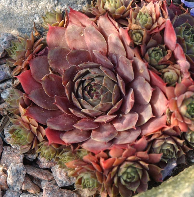 Hauswurz Atroviolaceum - Sempervivum tectorum | Grüner Tausendkronen fürprarote Blätter | Gartenliebhaber | Sonnige Terr