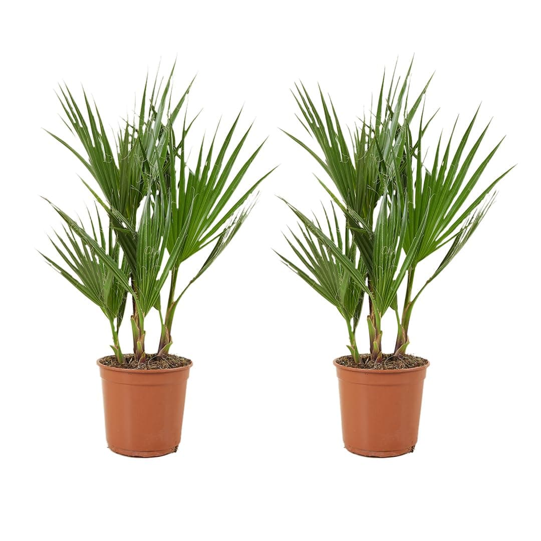 Bloomique Washingtonia Robusta - Winterharte Fächerpalme - Gartenpflanzen Winterhart - für Balkon - 50-70 cm Höhe - 14 c