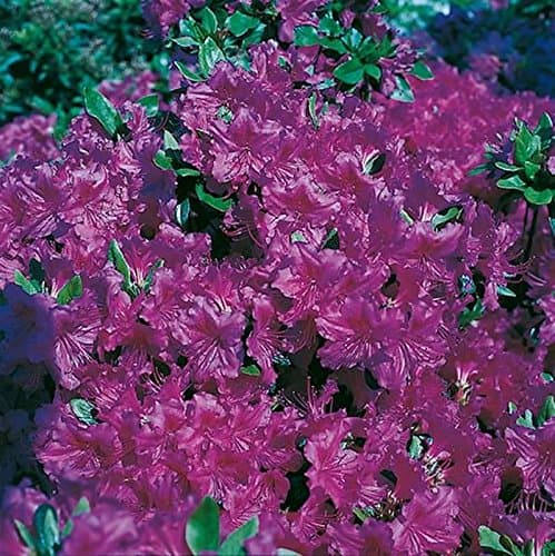 Japanische Azalee Königstein - Große Blüten - Alpenrose - ideales Geschenk für Pflanzeneingikel - 30-40cmemodelierte Pfl