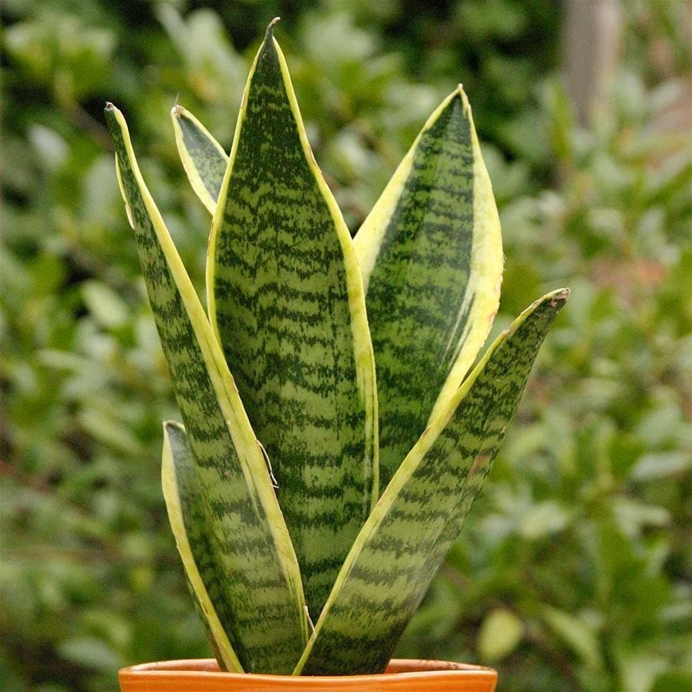 Sanseveria Laurentii Bunte Schlangepflanze Gesunder Indoorstrauch im 9CM Topf