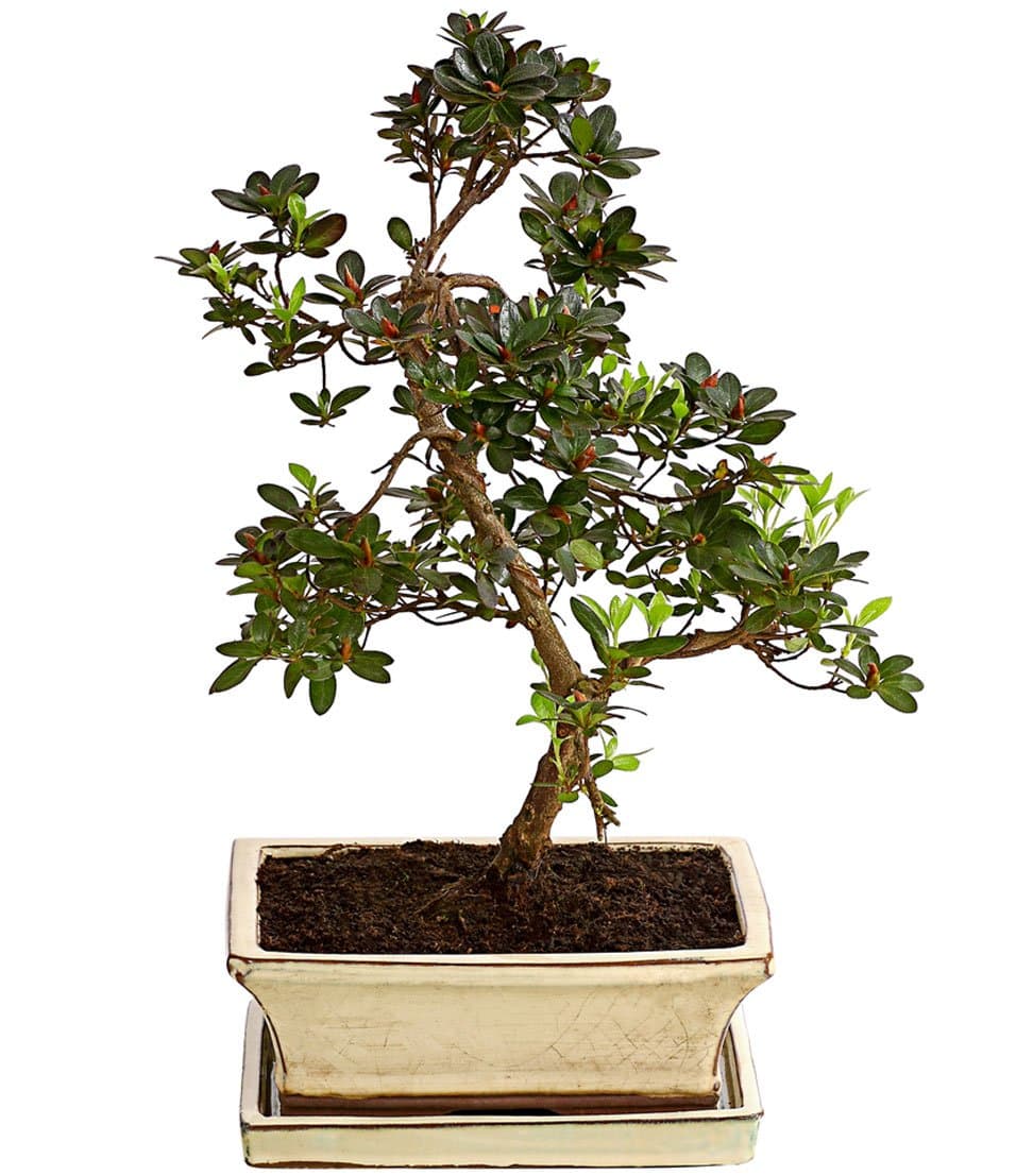 Dehner Japanische Azalee Outdoor-Bonsai, immergrün, ca. 50 cm, Topf ca. 20 cm, perfekt für Outdoor-Bereiche
