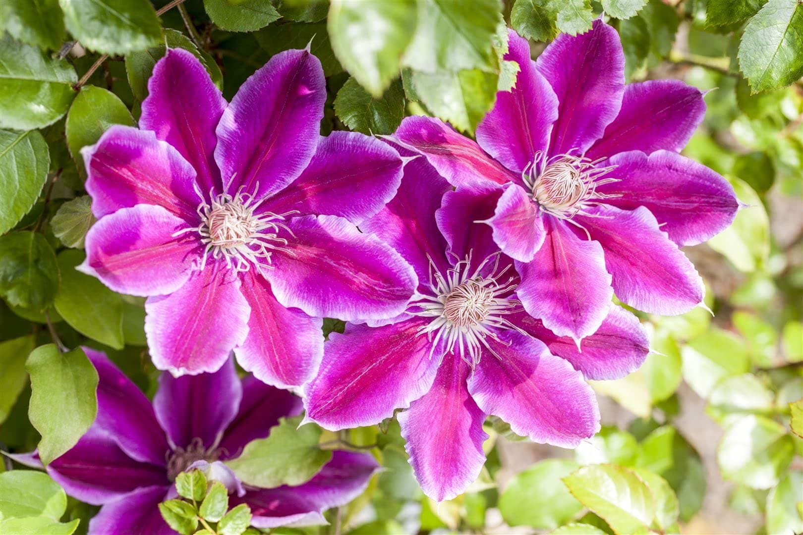 Clematis Hybride 'Dr. Ruppel' - pflegeleicht, zweifarbige rosa-weiße Blüten, ideal für Rankgerüste - Mai-September Blüte