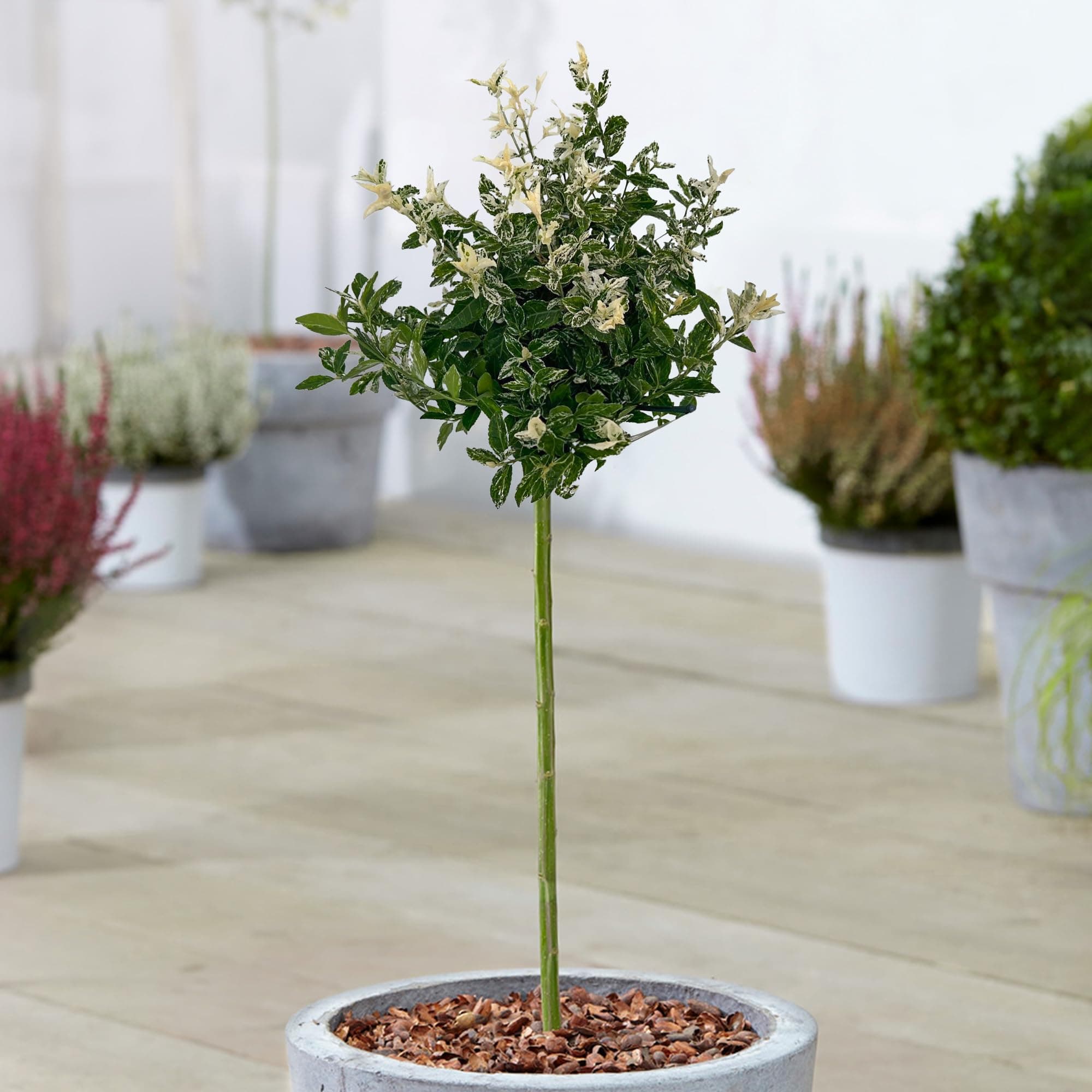 Gardener's Dream Euonymus Harlequin Baum - Idylleschwender für Garten, Balkon und Terrasse, Winterhart, 70-80 cm (Beigei