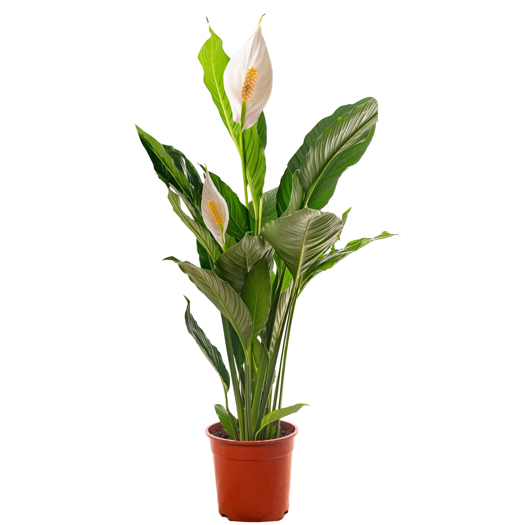 Spathiphyllum Friedenslilie, große Zimmerpflanze, ideal für jede Wohnung, neue Luftreinigerin in Ihrem Zuhause.
| Spath