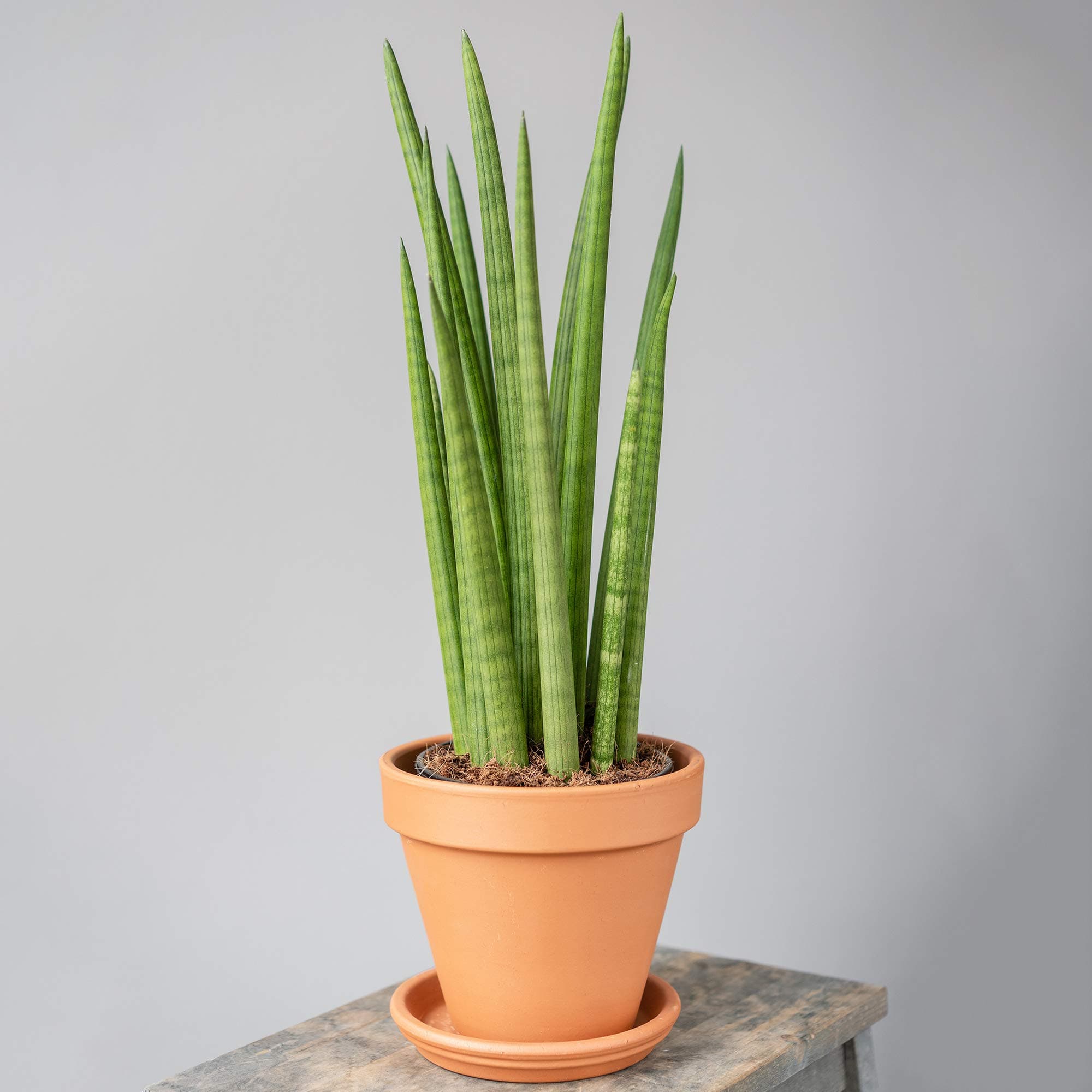 Premium Sansevieria Cylindrica afrikanischer Spear für Hausdecoration großzügige Grösse 30-40cm mit Topf