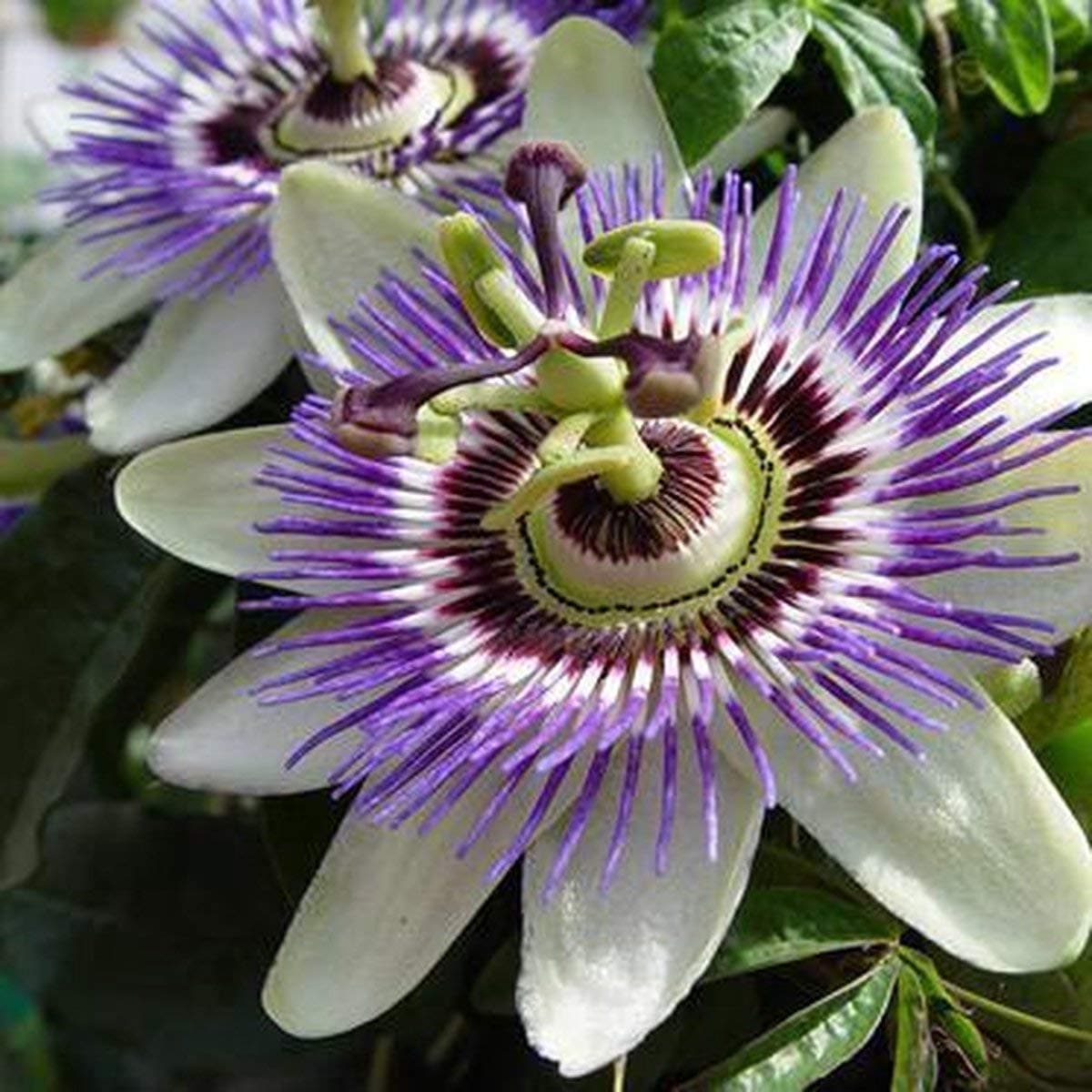 Passionsblume - Mehrjärige Kletterpflanze, Winterhart & Immergrün - 1,5 Liter Topf | Top-Suchbegriffe für Passionsblume