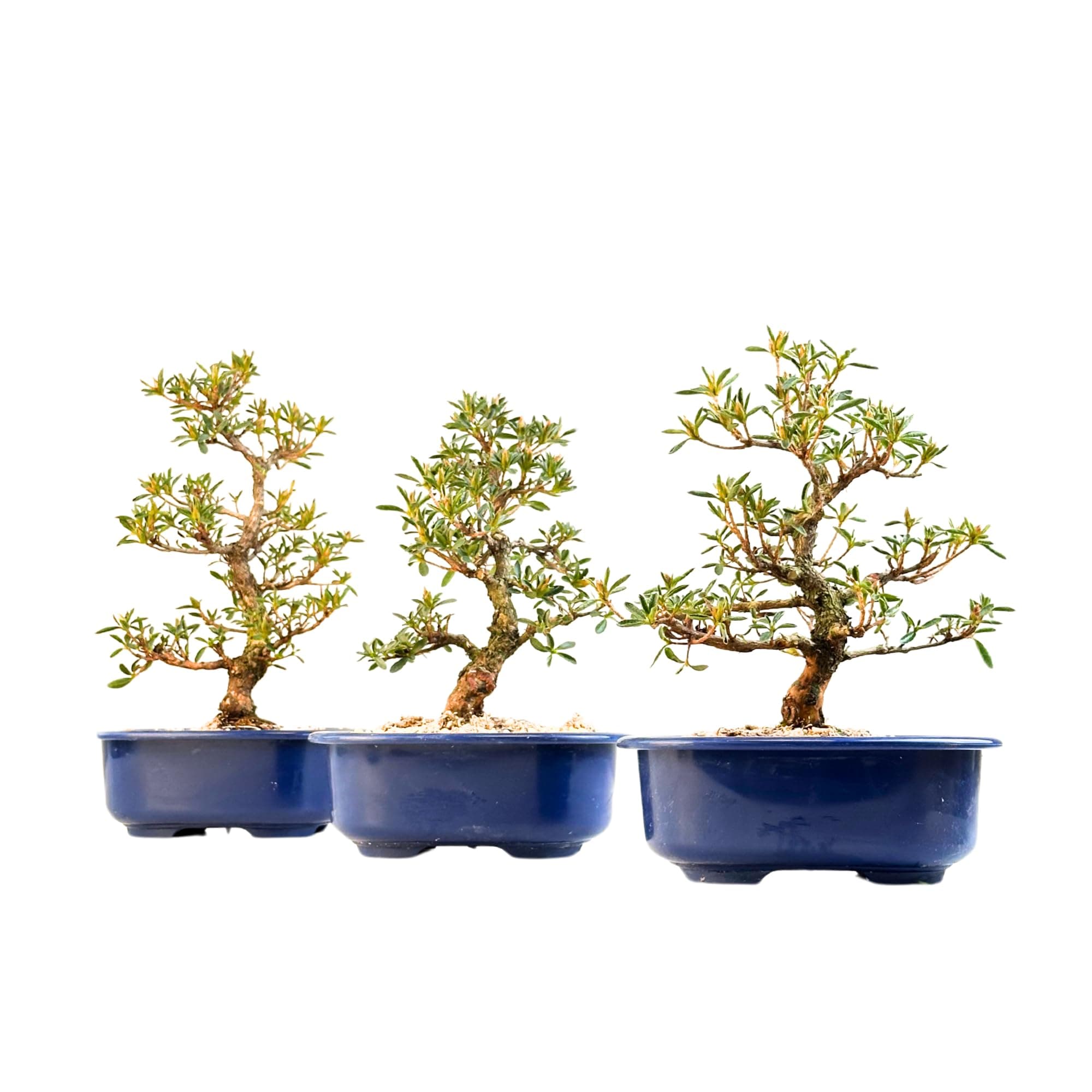 Satsuki Azalee Bonsai – Perfekter Anfänger – Winterhart – 18 cm Topf – Pflegeleicht – Blüht in Wunderschönen Farben
Sa