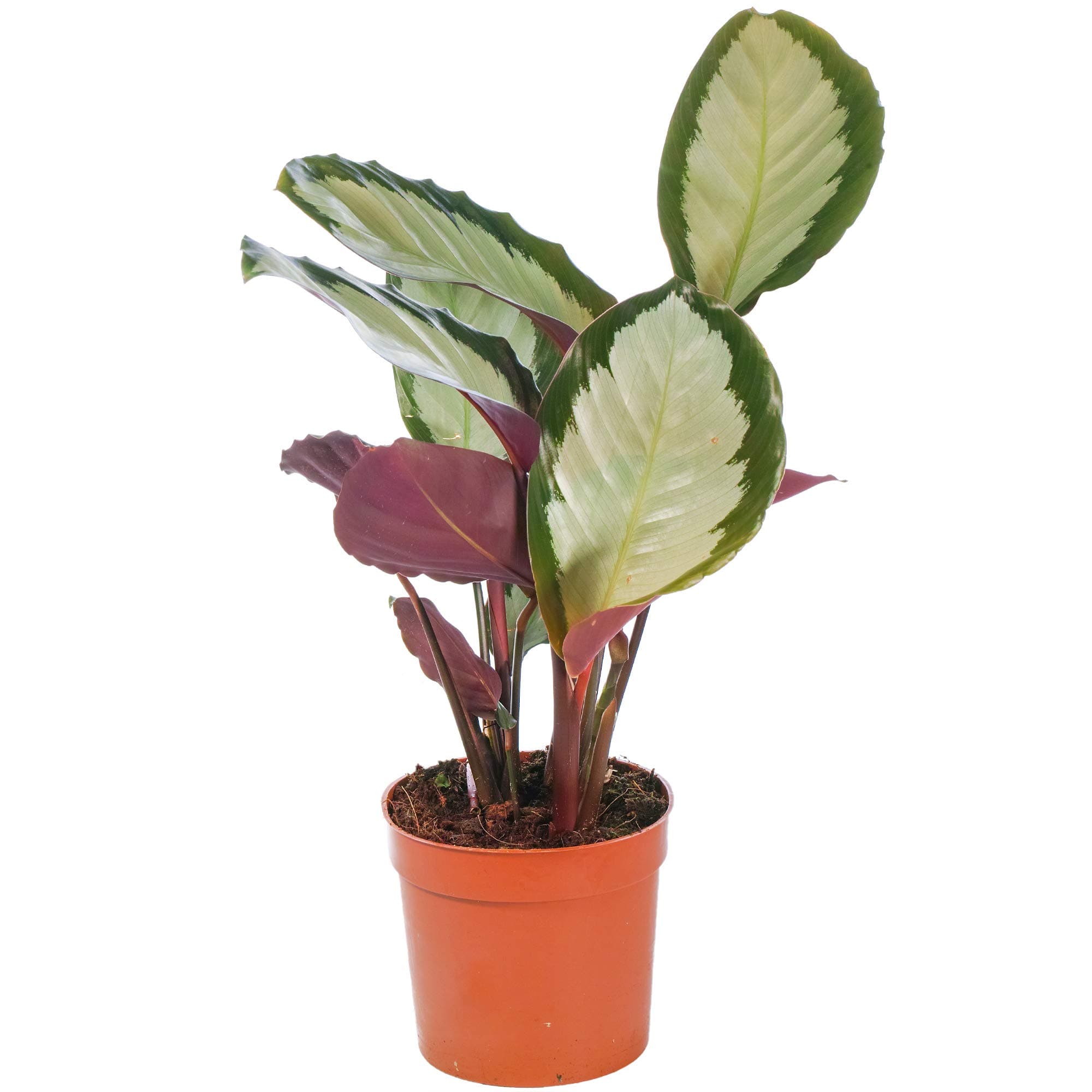 Calathea picturata 'Argentea' Topfpflanze für Zuhause mit einzigartiger Silbergrüner Blattfarbe und hohen Luftreinigungs