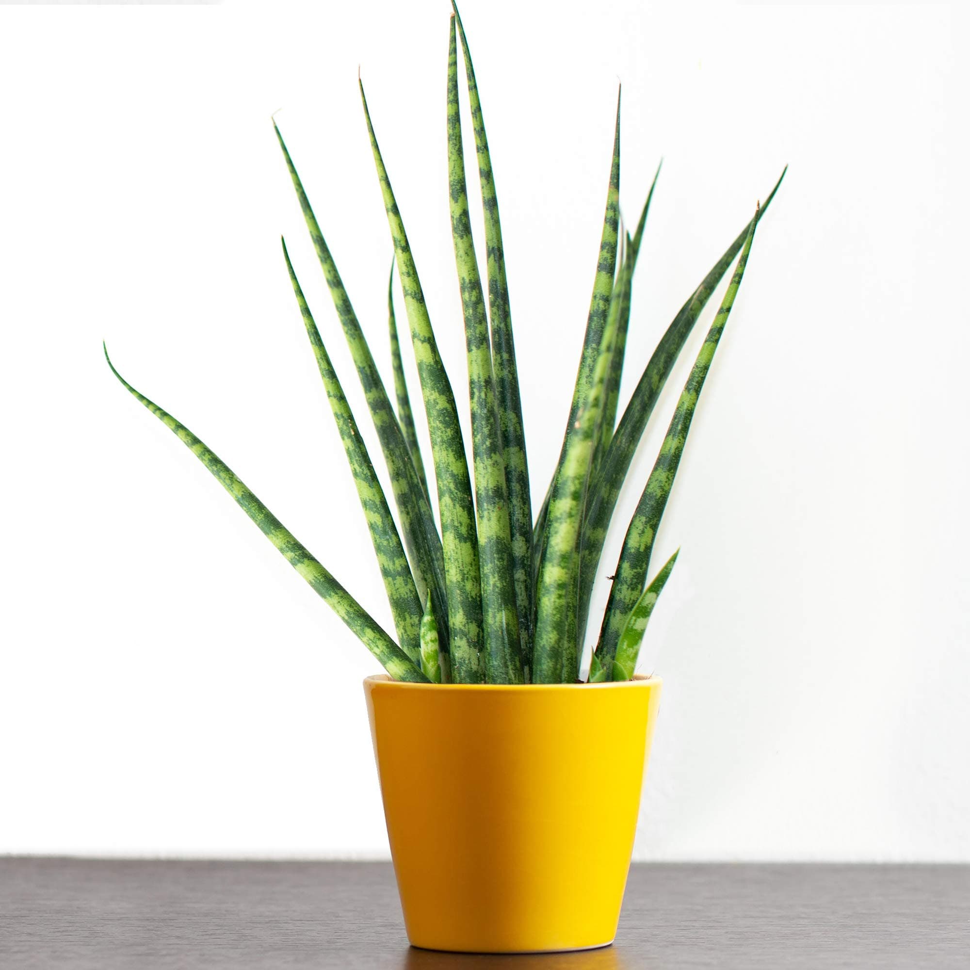 Sansevieria Cylindrica Afrikanischer Spear - Topfte Zimmerpflanze für Zuhause oder das Büro - Geschenkidee - 20cmóng sta