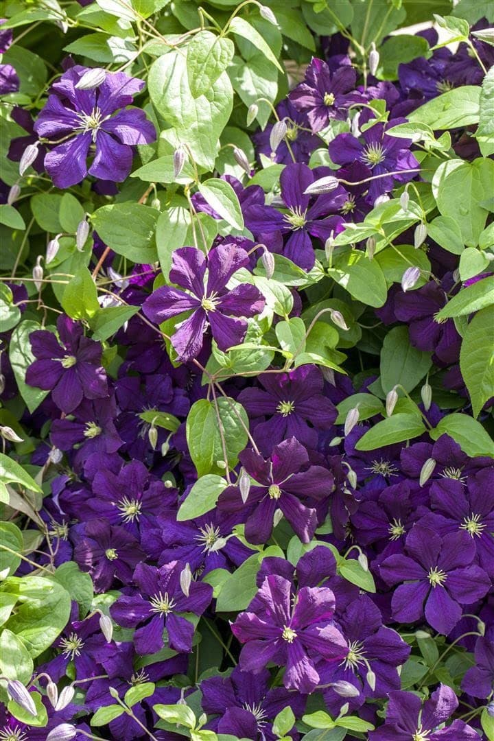 Clematis viticella 'Blue Belle' - Blaue Blüten, ideal für Rankgerüste, winterhart