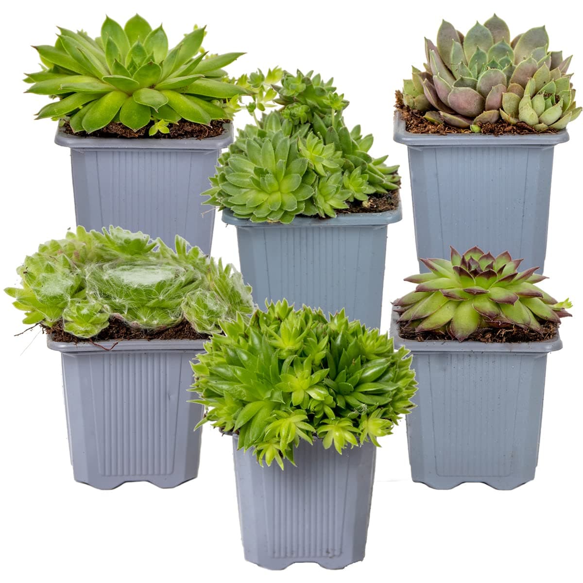 Sempervivum-Mischung Bloomique 6er-Mix Winterhart für Gartenpflanzen Topf 7 cm