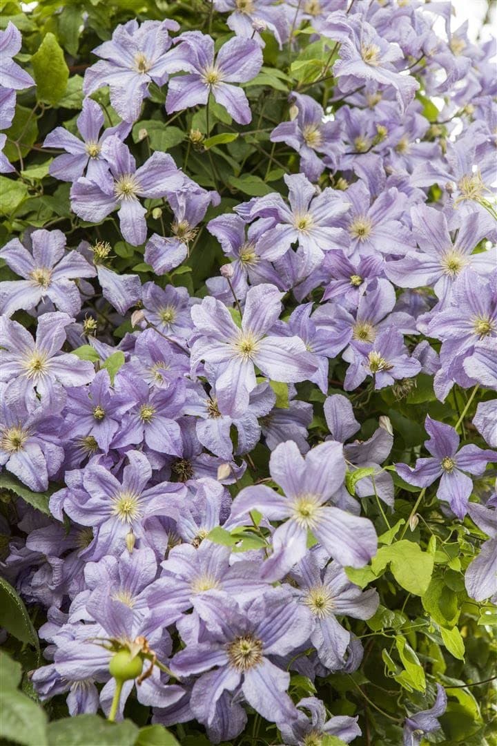 Clematis viticella 'Prince Charles' - Italienische Waldrebe, pflegeleicht, winterhart
| Clematis viticella 'Prince Char