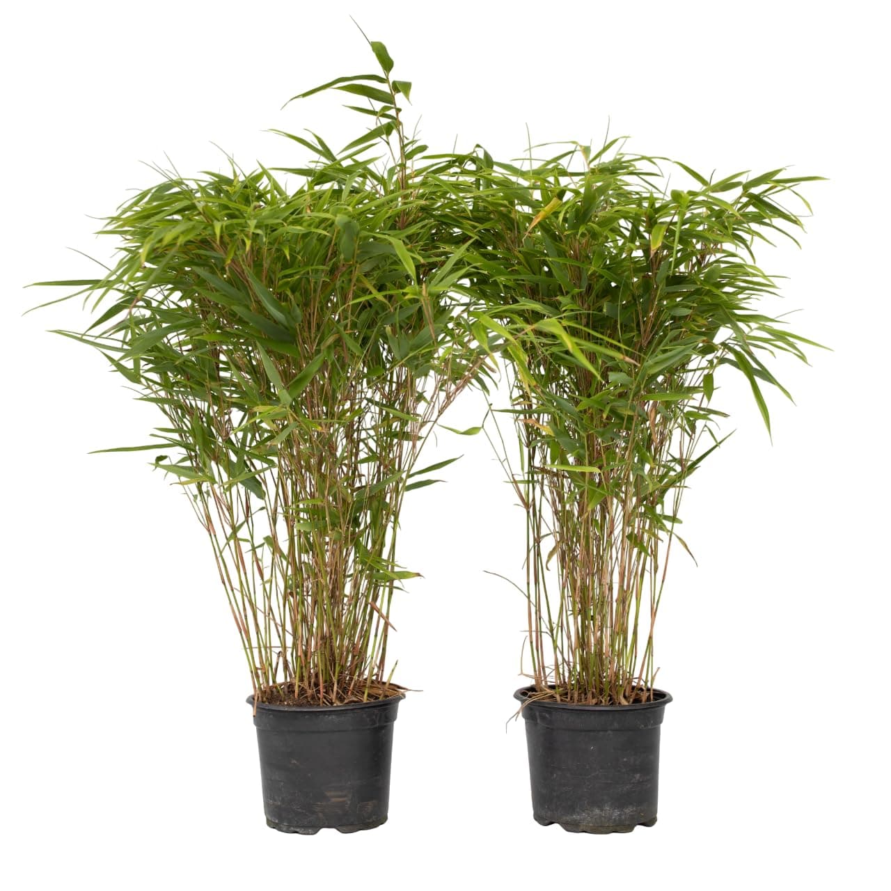 Fargesia nitida 'Gansu' Plant in a Box - 2er-Set - Winterhart Immergrün - Topf 17cm - nicht invasiv - dunkelvioletter Ba