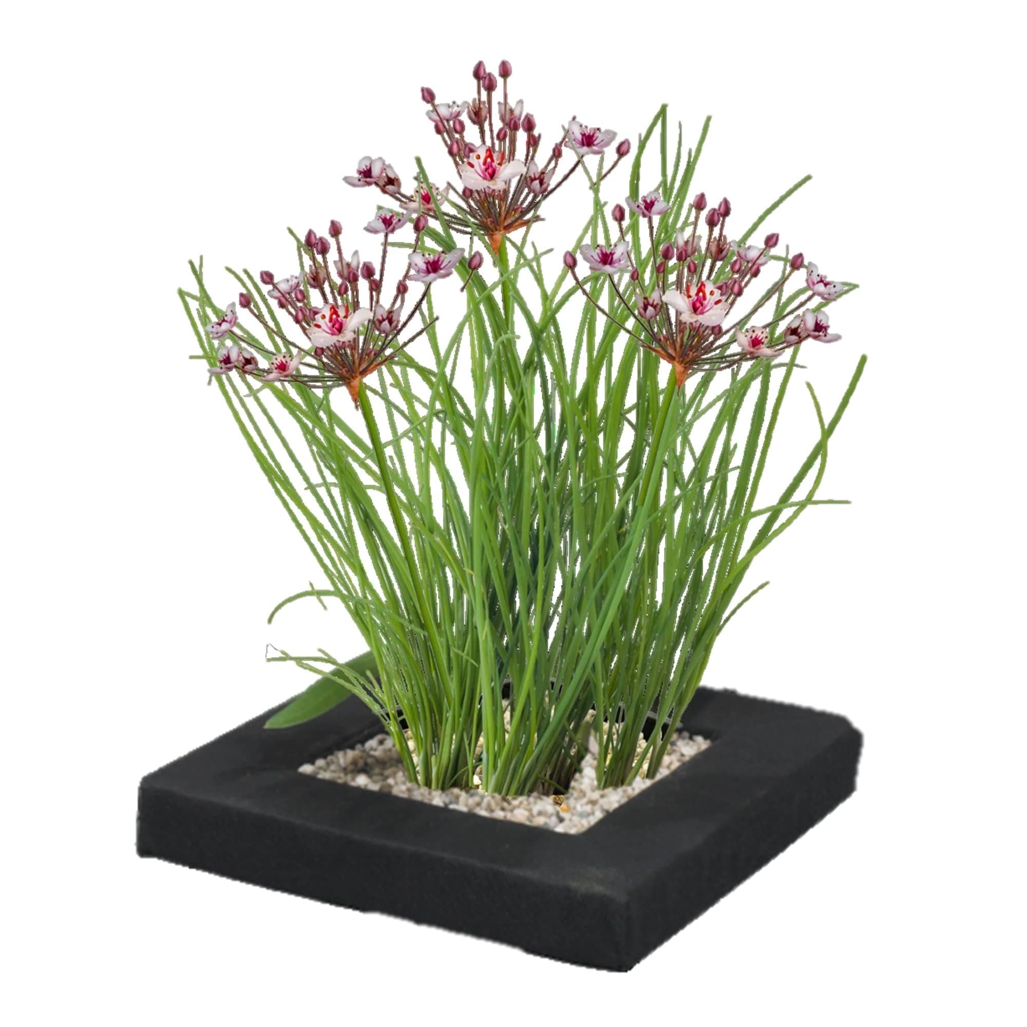vdvelde.com - Bio Teichpflanzen Schwanenblume Schwimminsel - Nachhaltig aus eigener Gärtnerei - Ideal für familienfreund