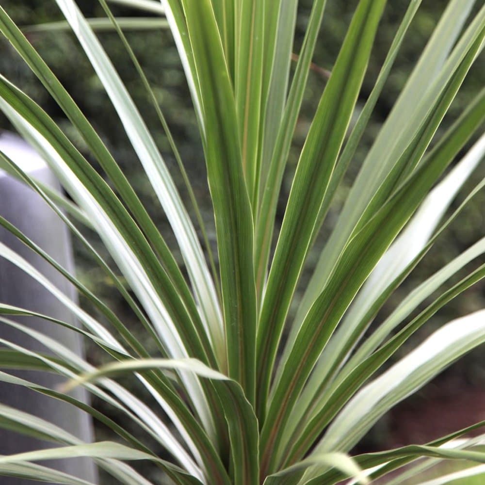 Cordyline australis Atlantisches Grün Pflanzenkultur für Haus und Gartenngrößere Größen verfügbarPopulaire Suchbegriffe