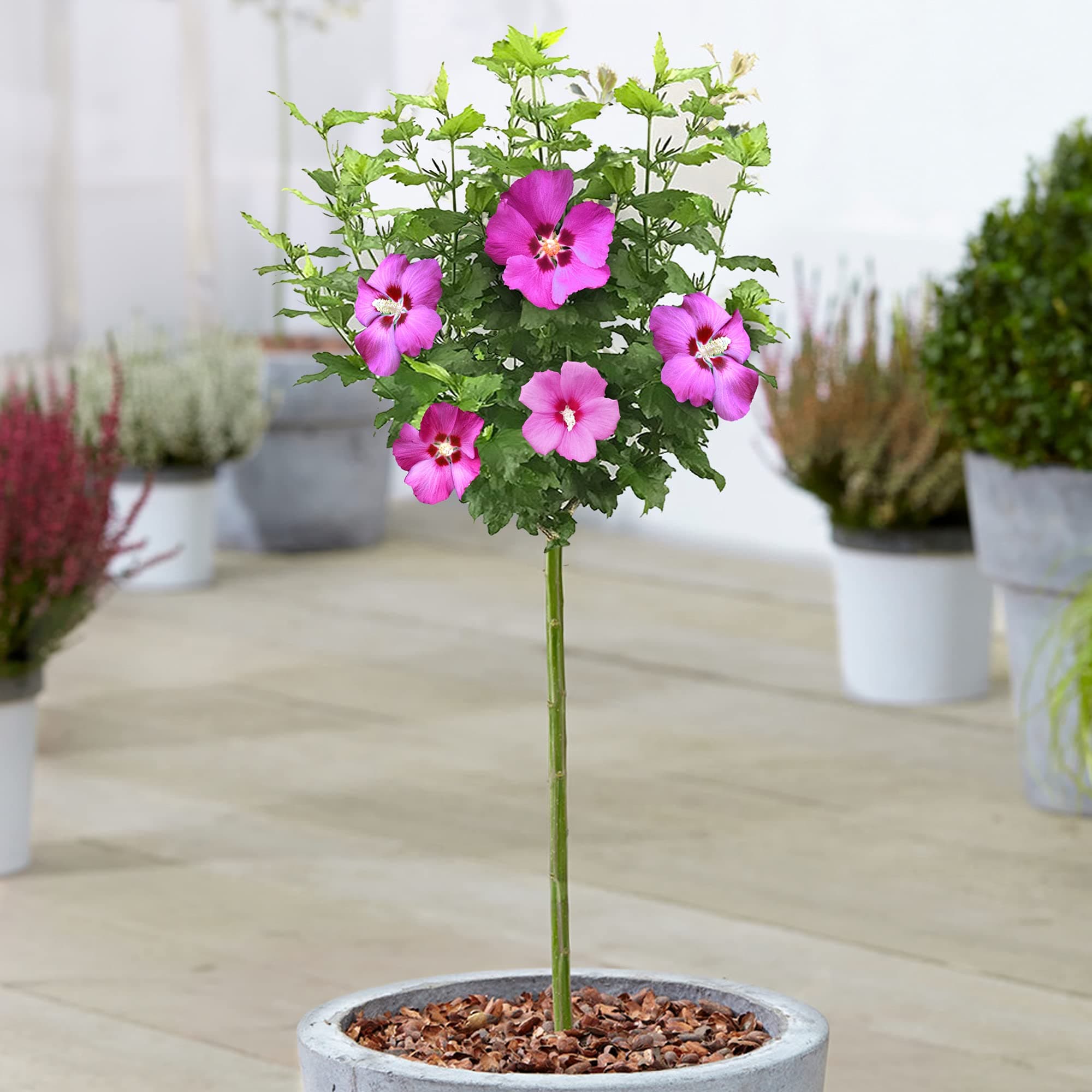 Hibiskus Woodbridge Rose von Sharon - Laubabwerfender Topfbaum für Garten & Terrasse
