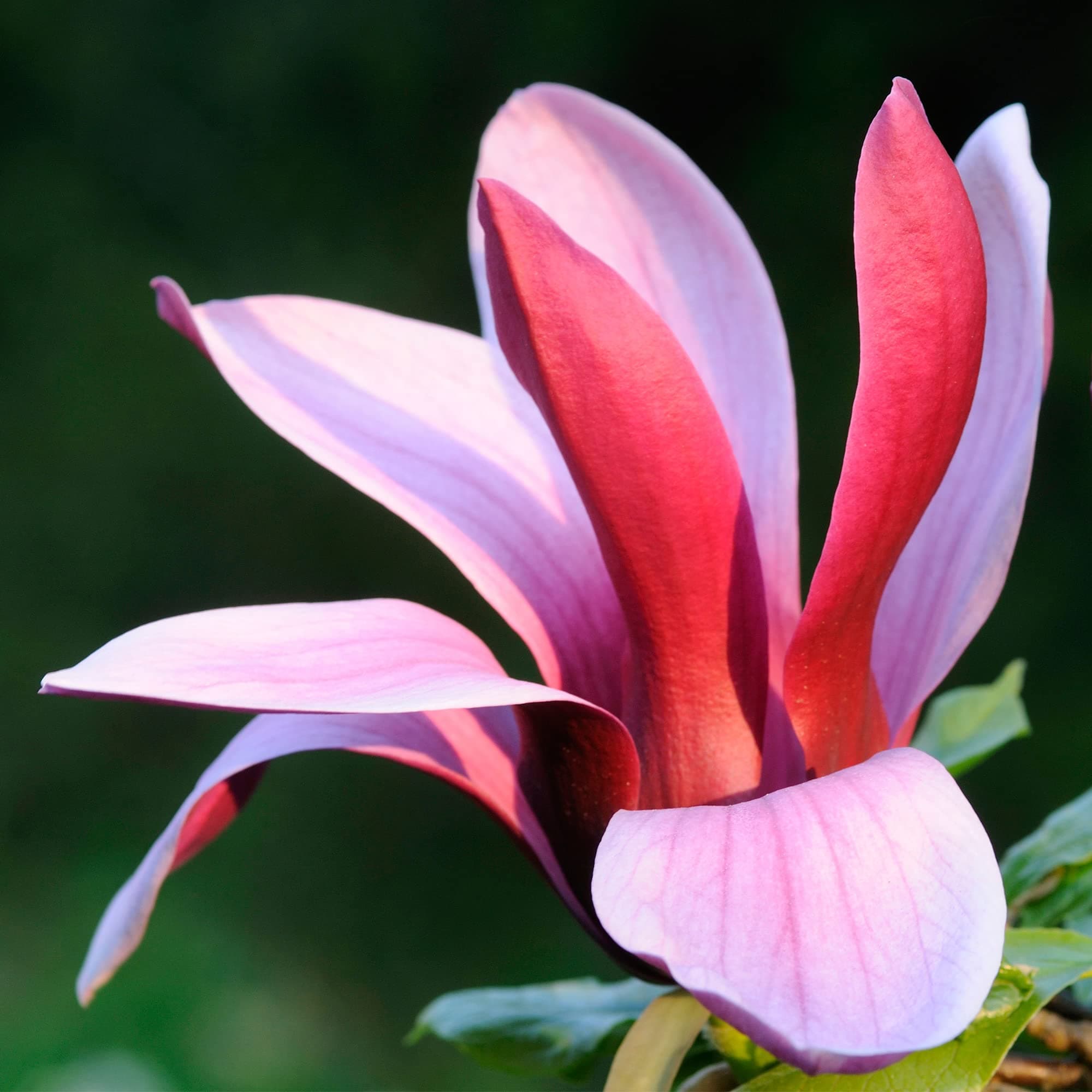 Magnolia liliiflora 'Nigra' Winterharter Gartenstrauch für den Freien Garten - Laubwerfend - 9 cm Topf - Blumenstrauß im
