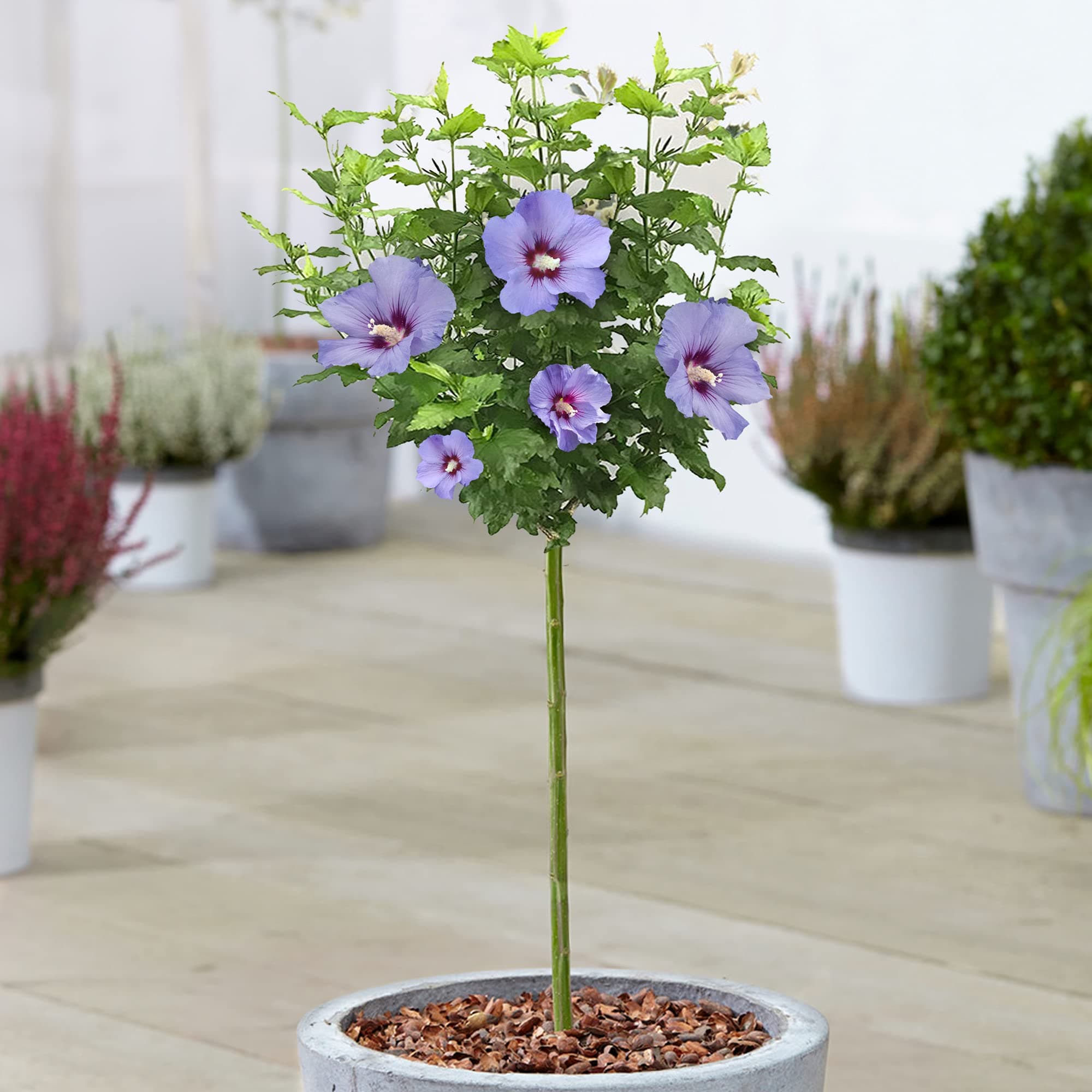 Hibiscus Marina - Rose von Sharon Topfbaum | Ideal für Gärten & Terrassen |anseitable:
1. Laubabwerfender Baum
| Schön
