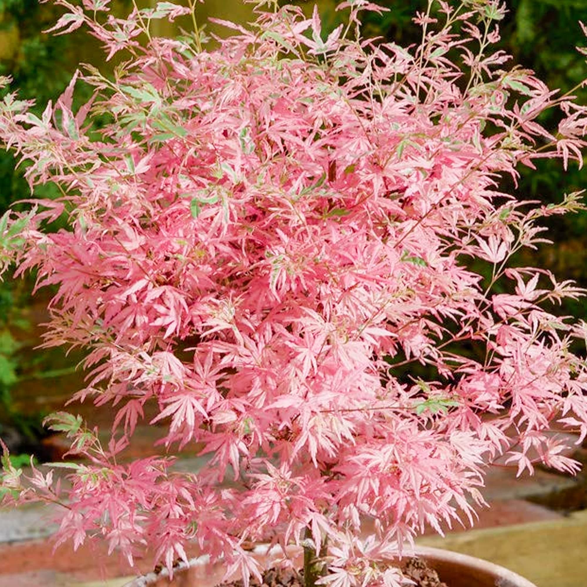 Acer palmatum Taylor - Japanischer Ahorn - Großer Topfbaumbaum für den Außenbereich - Schön-dekorativ - Ideal für Parks