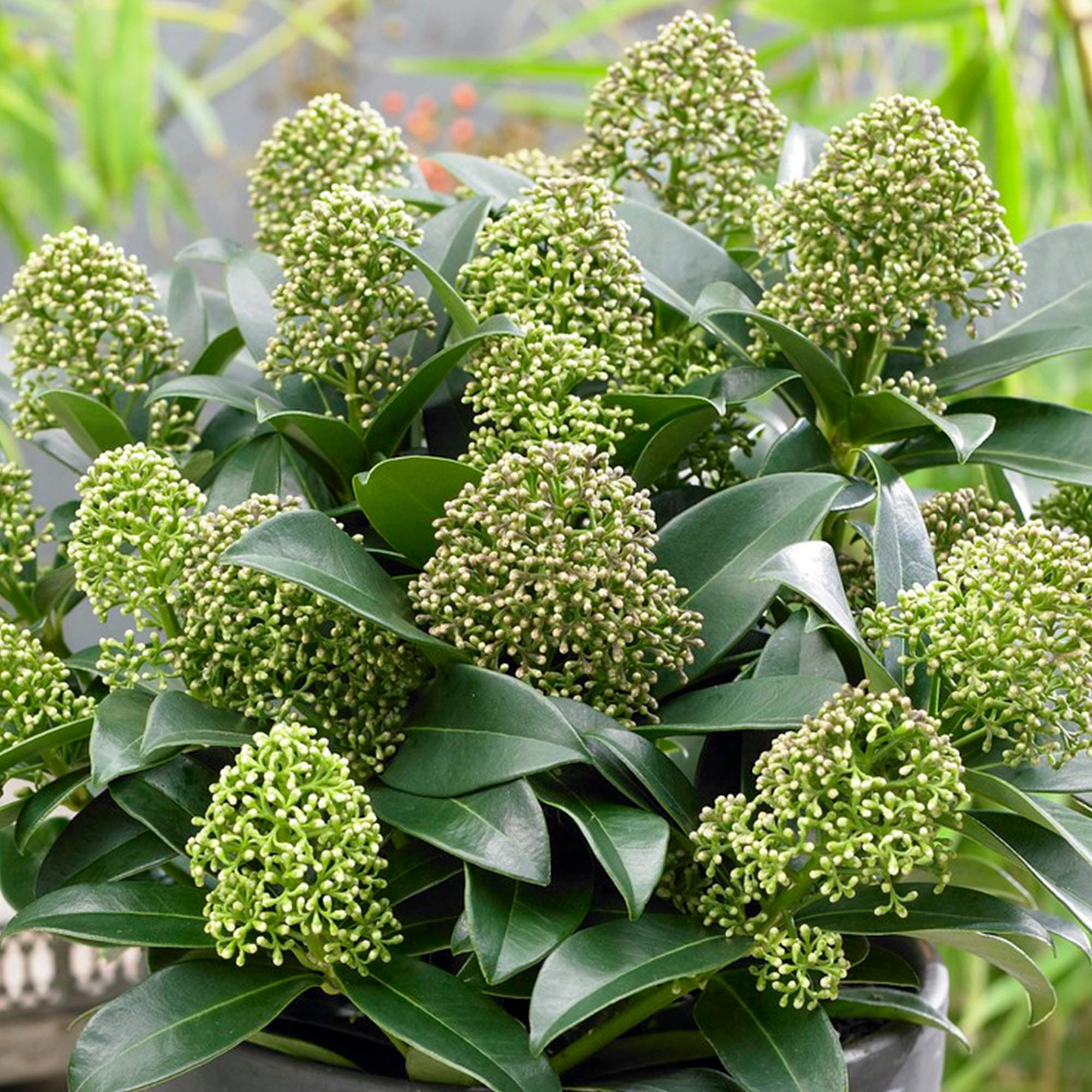 Skimmia japonica Fragrant Cloud - Duftende immergrüne blühende Gartenshrubbe für Anreicherung deines Gartens
