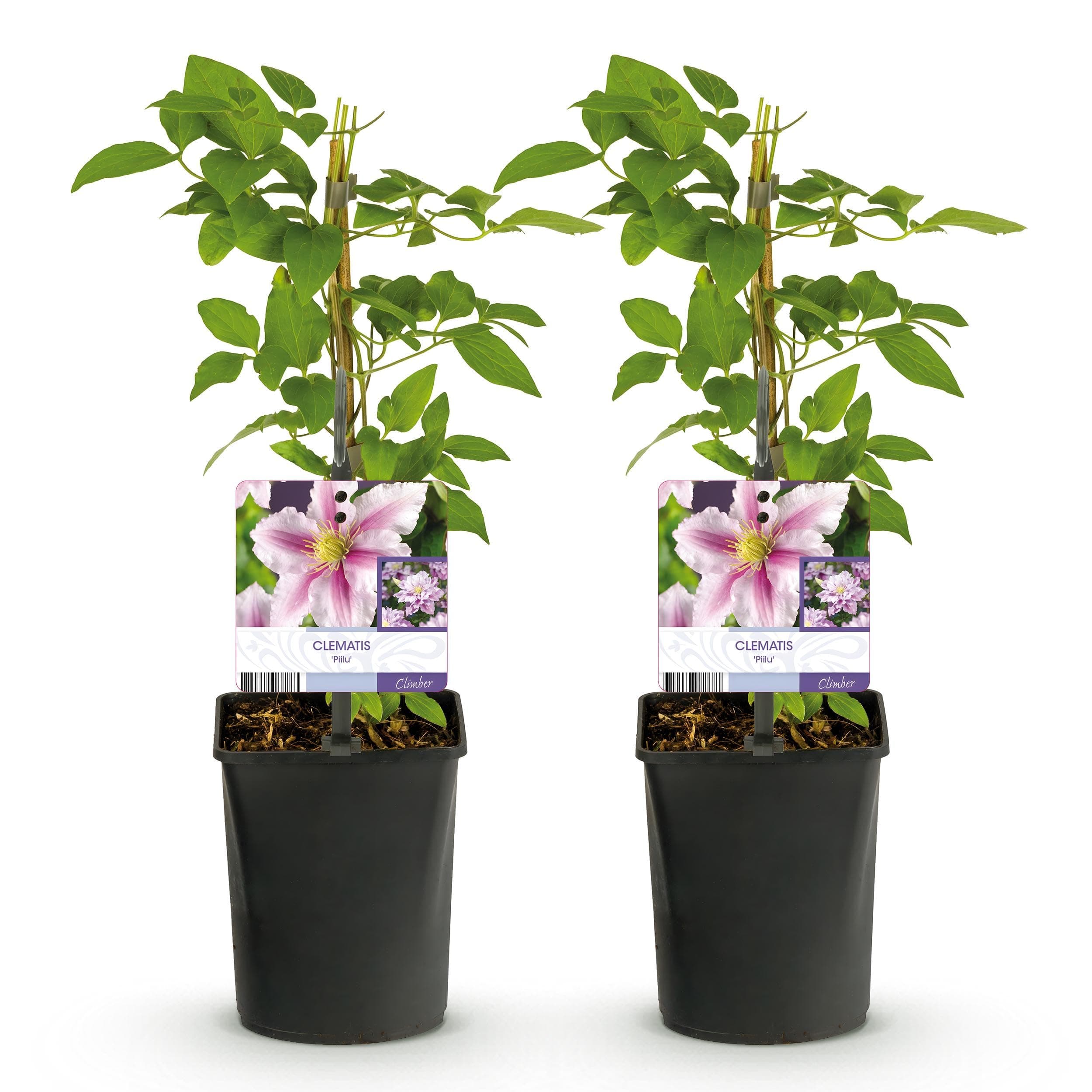 GreenboutiQ - Blüte rosa Clematis Piilu Kletterpflanze - Wenig Pflege - 2 Pflanzen - Topf 11cm Höhe 40cm
GreenboutiQ -