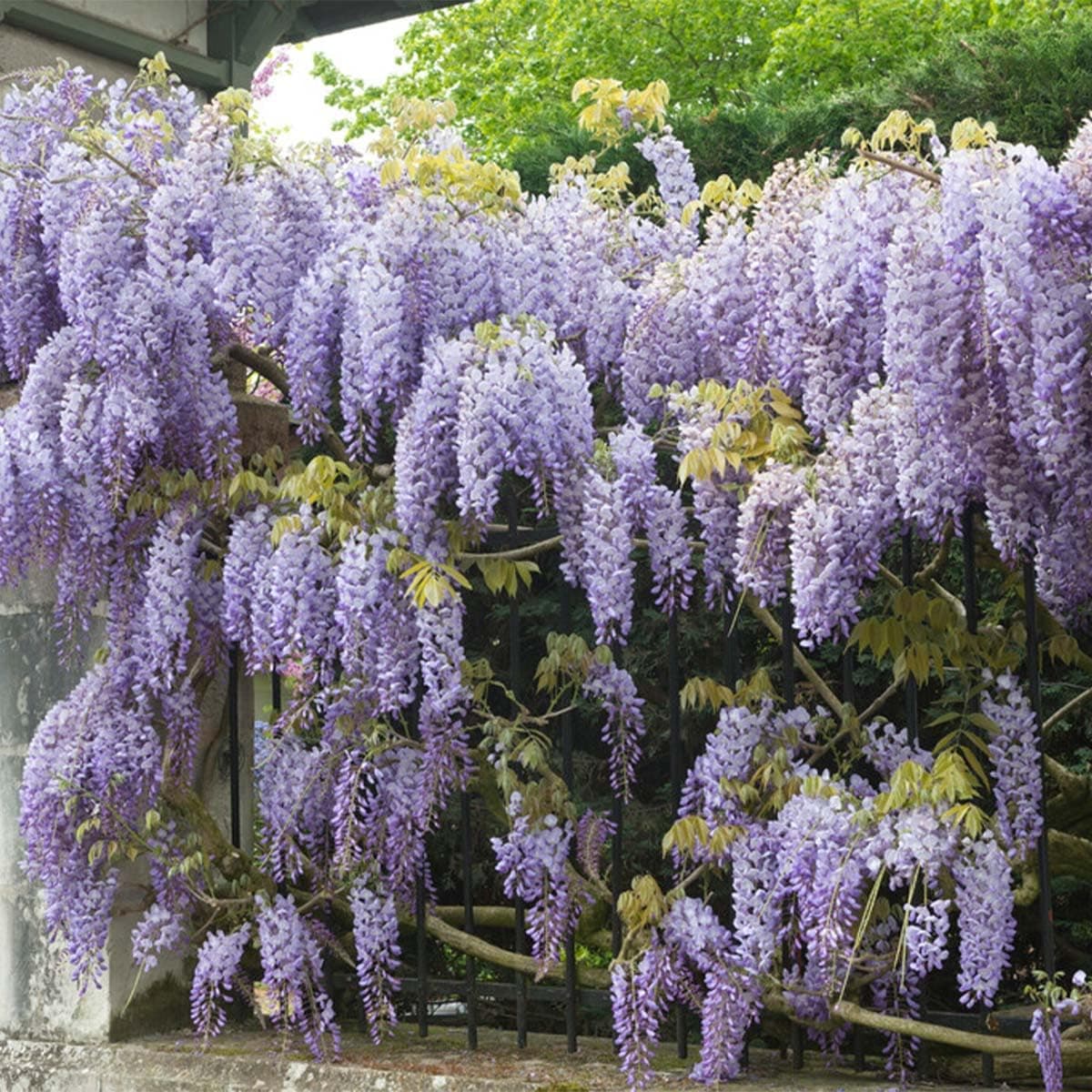 Bloomique Wisteria Sinensis Prolific Blauregen Kletterpflanze Winterhart für Garten Topf 15 cm Hoch