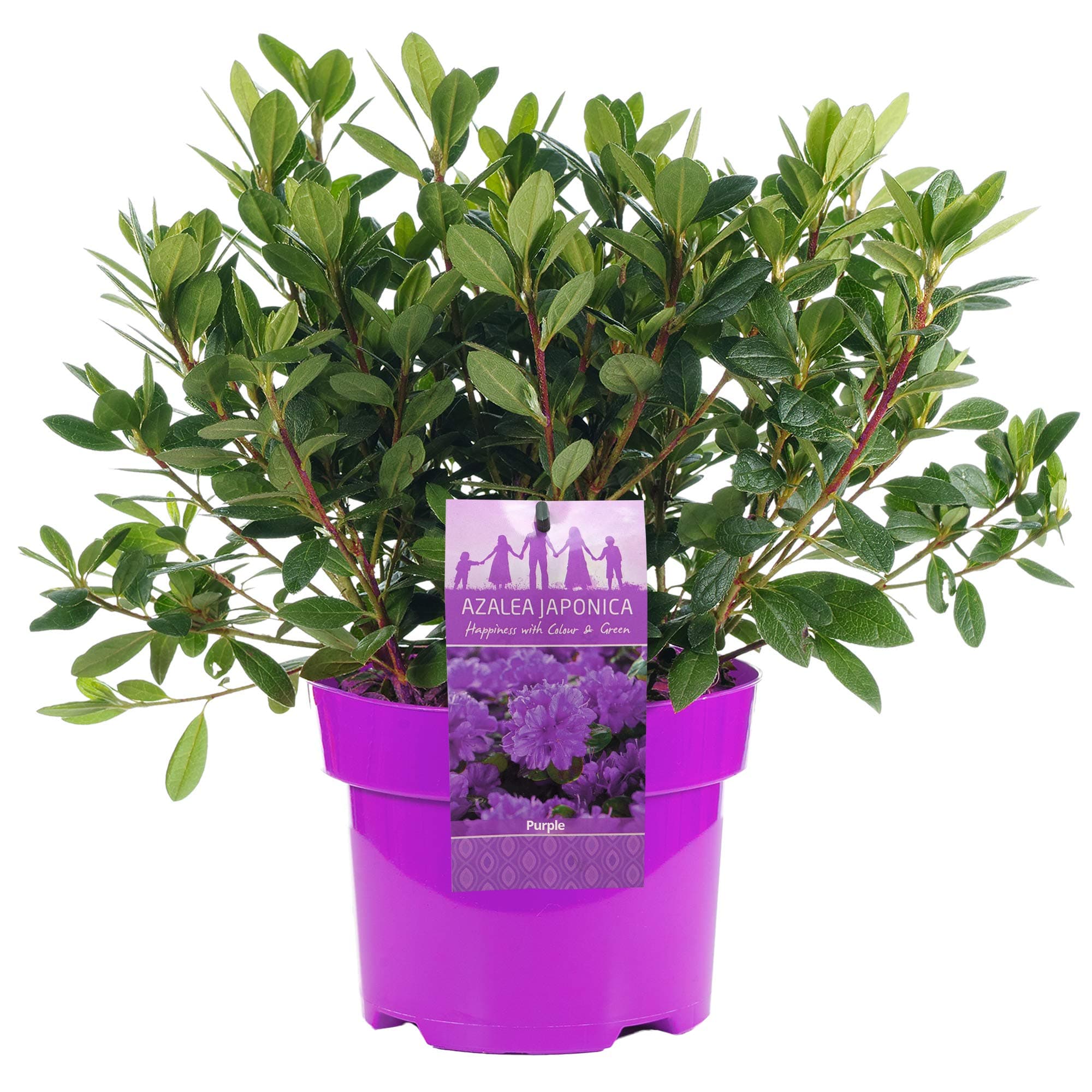 Azalea japonica Violett immergrüner Gartenstrauch im 2L-Topf für Blumenschämpfer im Sommergarten
