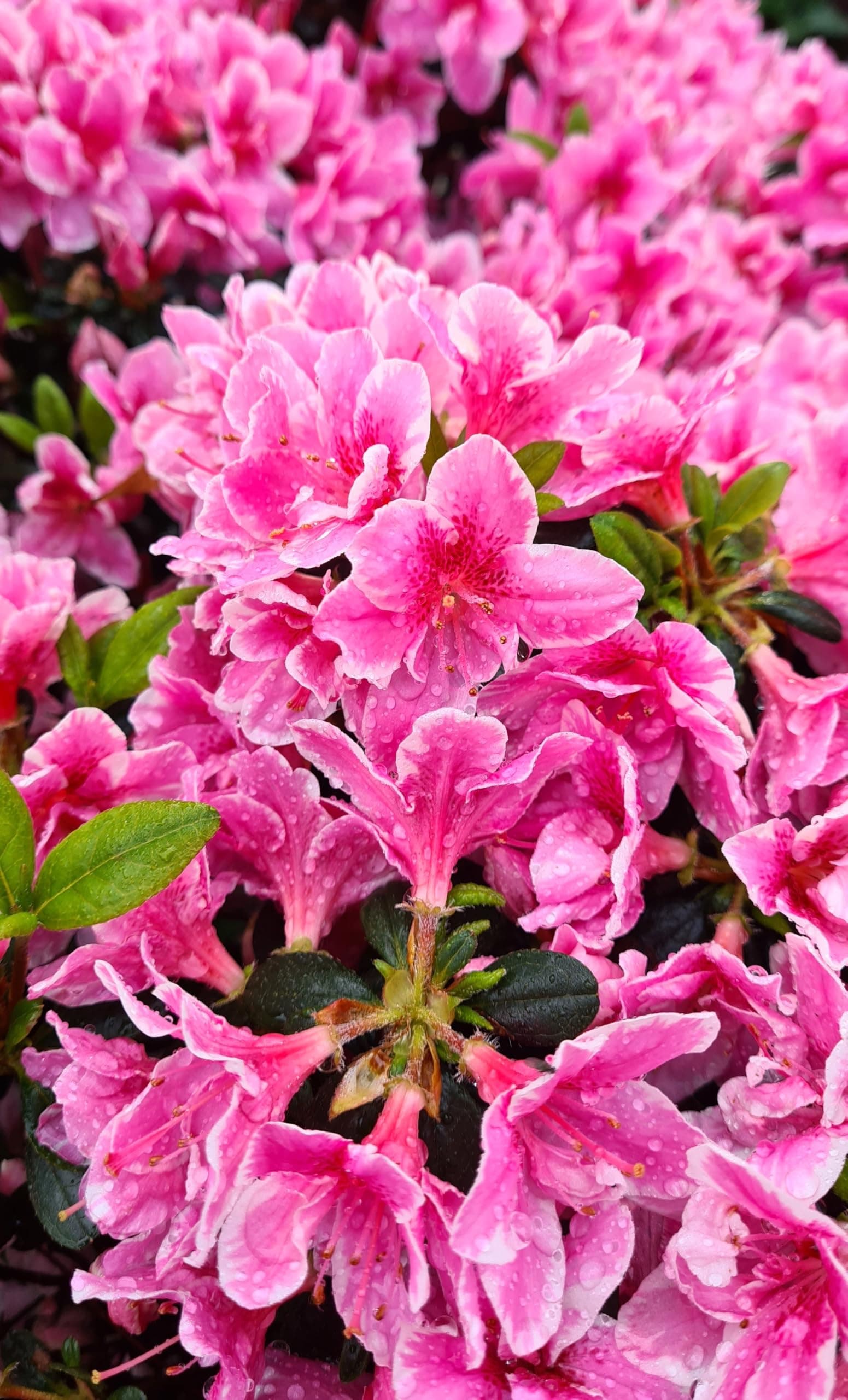 Rhododendron "Pink Poetry" Japanische Azalee -Ideal für Anfänger-Pink Poetry Azalee als Schönheitspflanze für Anfänger-B