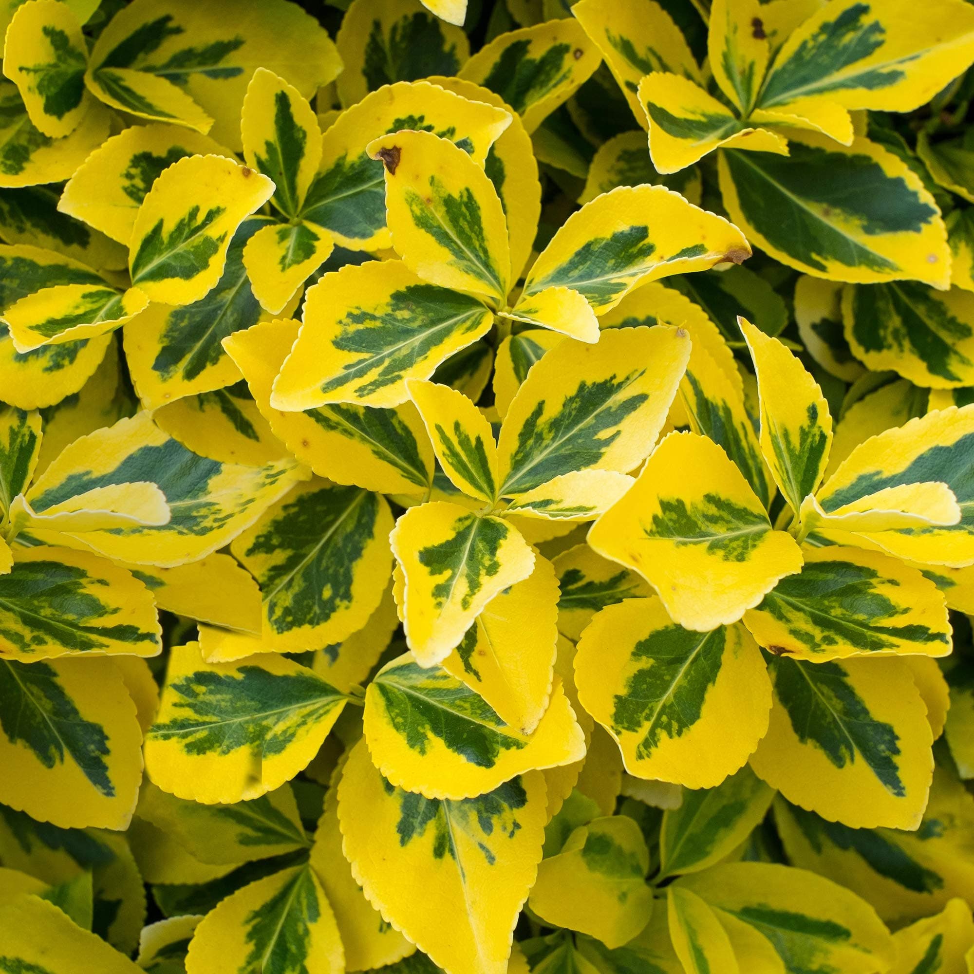 Emerald 'n Gold Euonymus fortunei Immergrüner Strauch - Topf für Gartenanpflanzungen - Hellgrüne und goldfarbene Blätter