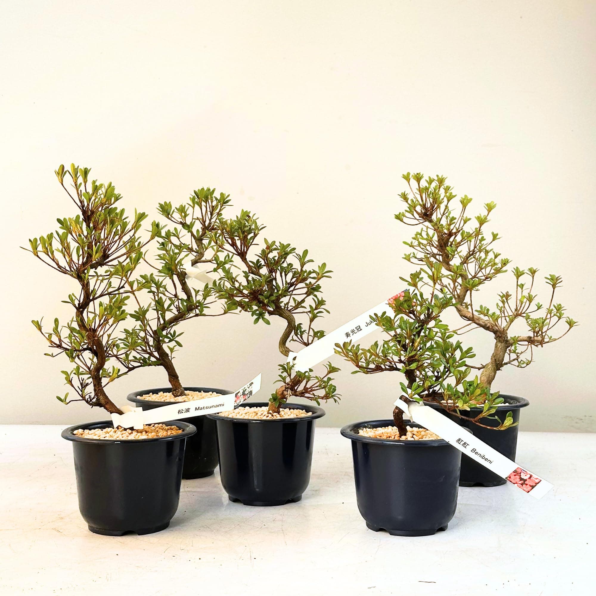 Satsuki Azalee Bonsai – Einfach Pflegeleicht – Ideal für Anfänger – Winterhart – 12 cm Topf – Blüht in Farben (Reiko)